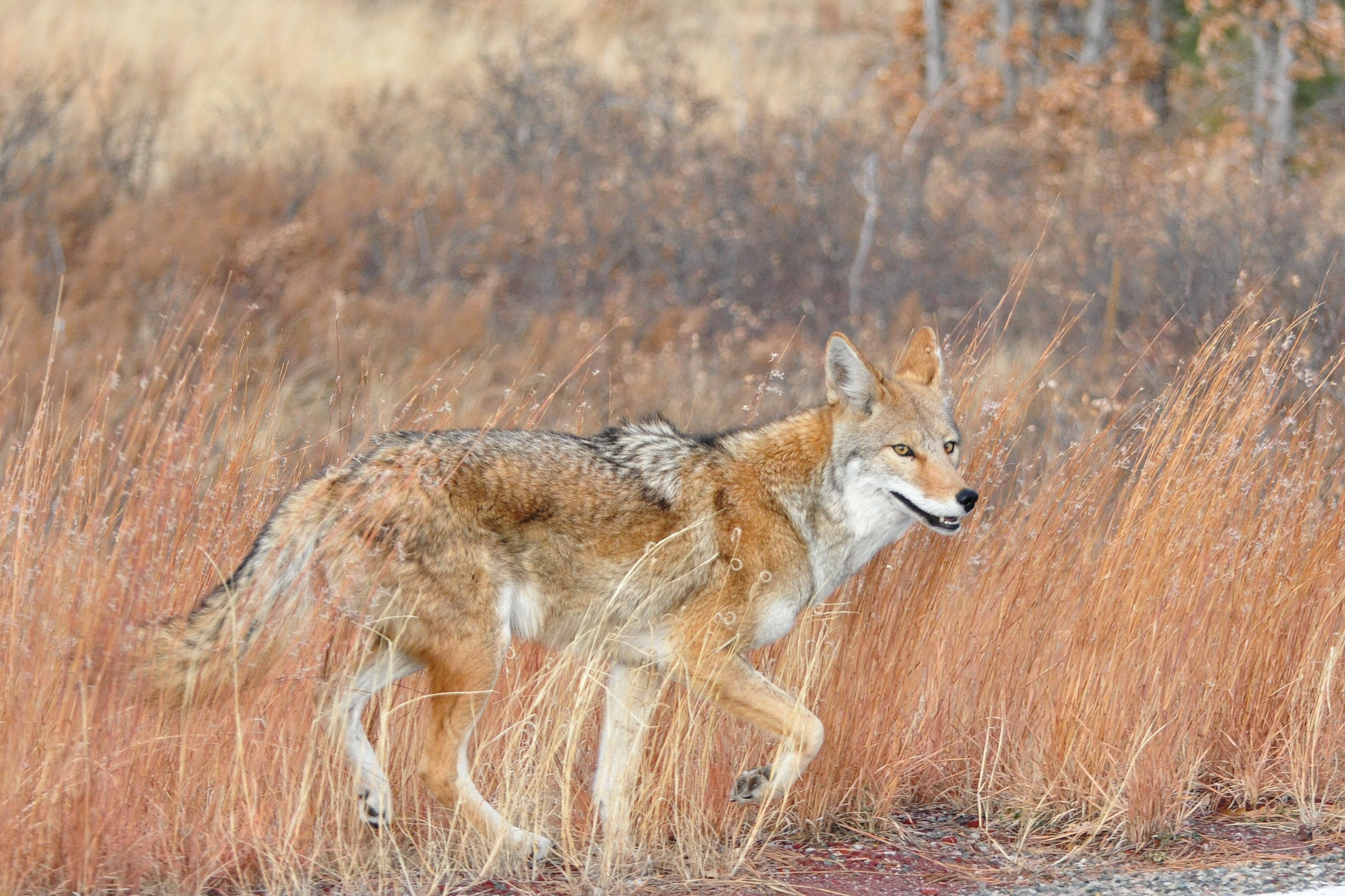 Coyote Teaching